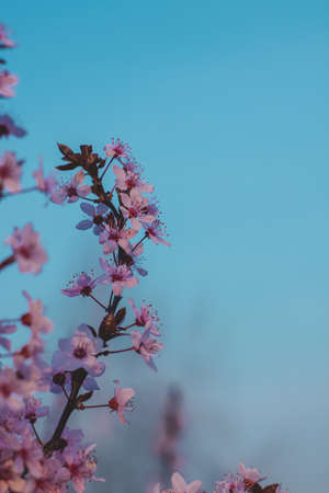 Spring flowers, blossom, natureの写真素材