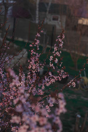 Spring flowers, blossom, natureの写真素材