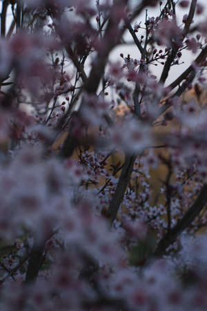 Spring flowers, blossom, natureの写真素材