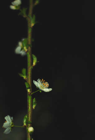 Spring flowers, blossom, natureの写真素材
