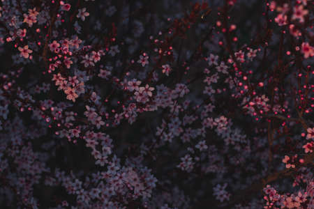 Spring flowers, blossom, natureの写真素材