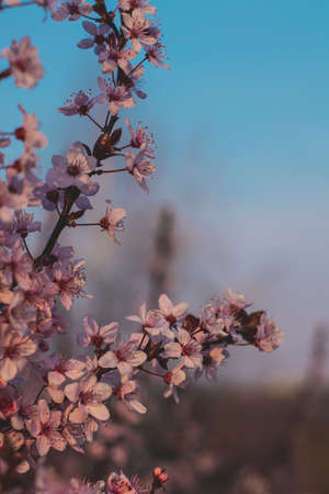 Spring flowers, blossom, natureの写真素材