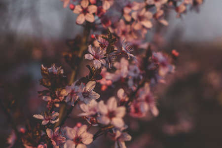 Spring flowers, blossom, natureの写真素材