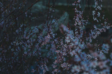 Spring flowers, blossom, natureの写真素材