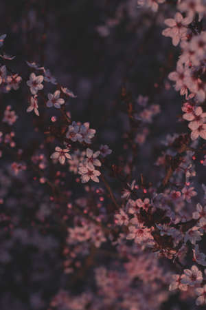 Spring flowers, blossom, nature