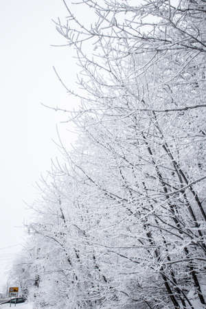 White forest on winter time, snow coldの写真素材