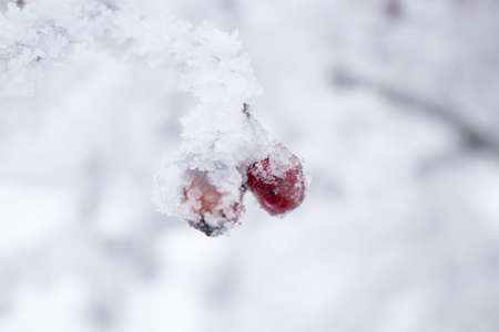 Frozen branch, white winter background, coldの写真素材
