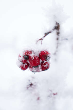 Frozen branch, white winter background, coldの写真素材