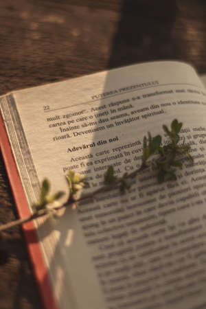 Book page with sunshine coming on it, little branch on the page, Romania languageの写真素材