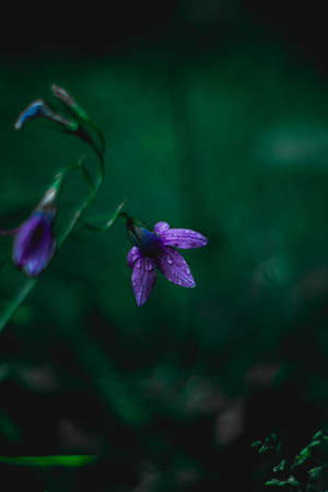 Purple flower with drops of water on, green backgroundの写真素材