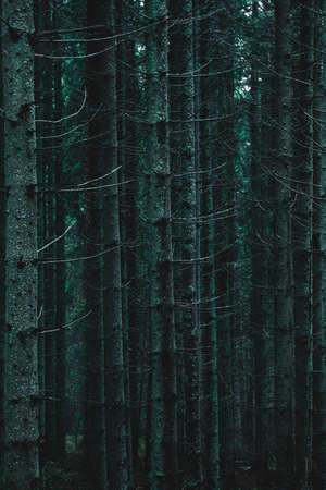 Pine forest with long empty trees, low lightの写真素材