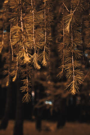 Gold pine branches, blurred background, natureの写真素材