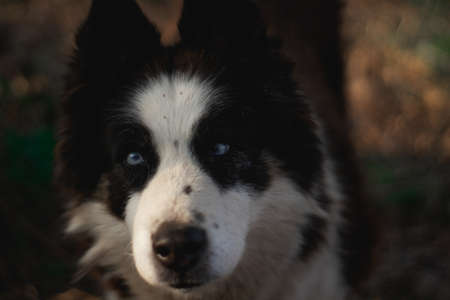 Husky Dog with blue eyes in the sunlight