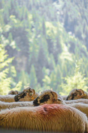 Flock of sheep, green forest in the background, natureの写真素材
