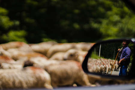 Flock of sheep, green forest in the background, the shepherded in the side mirror of the carの写真素材