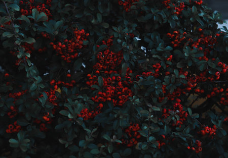 Tree with red fruits with water drops, rainy dayの写真素材