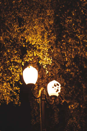 Street lamp birch tree, golden light at night