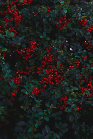 Tree with red fruits with water drops, rainy dayの写真素材