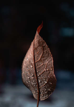 Brown leaf with drops of water on, beautiful nature, dark lightの写真素材