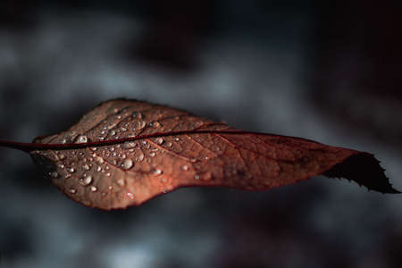 Brown leaf with drops of water on, beautiful nature, dark lightの写真素材