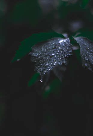 Leaf branch with water drops, cold rain, beautiful nature