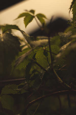 Leaf branch with water drops, cold rain, beautiful nature