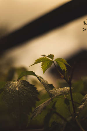 Leaf branch with water drops, cold rain, beautiful nature