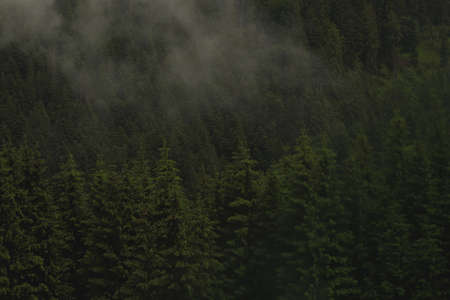 Pine forest with clouds fog surrounding it, mystery