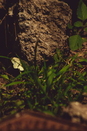 White Butterfly flying, simple nature, vintage light