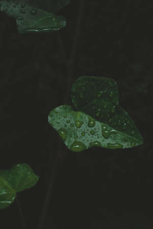 Green purple plant with drops of water on, beautiful nature, dark light
