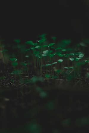 Mini Green plants, beautiful nature, dark lightの写真素材