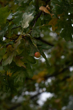 Egg on oak tree leaf, autumn, forest