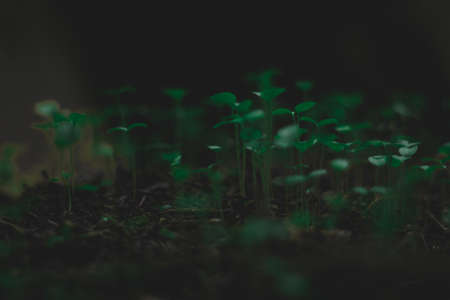 Mini Green plants, beautiful nature, dark light
