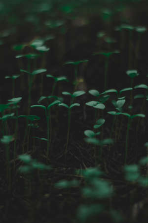 Mini Green plants, beautiful nature, dark lightの写真素材