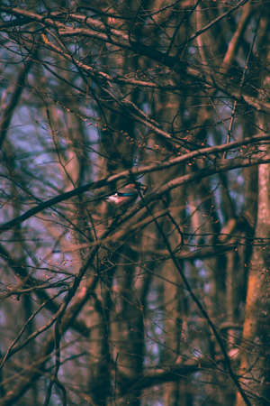 Colorful bird in the tree, wildlife in forest, tiny life