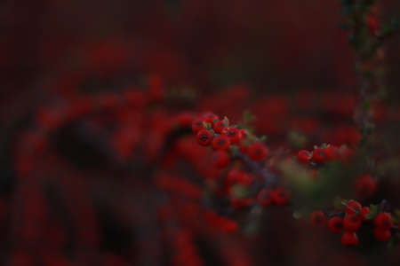 Pyracanthas red column, fruits, beautiful nature, plantsの写真素材