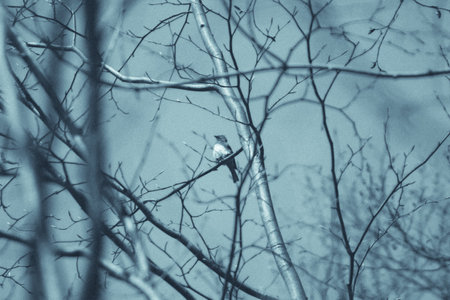 Colorful bird in the tree, wildlife in forest, tiny lifeの写真素材