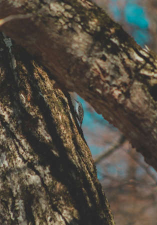 Colorful bird in the tree, wildlife in forest, tiny lifeの写真素材