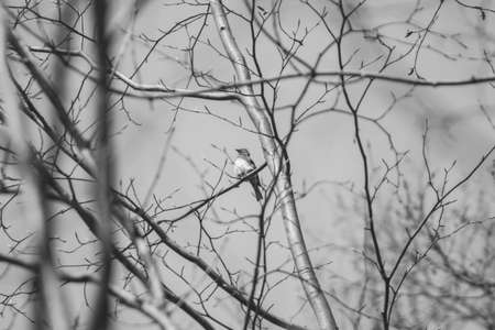 Bird in the tree, wildlife in forest, black and white, tiny lifeの写真素材