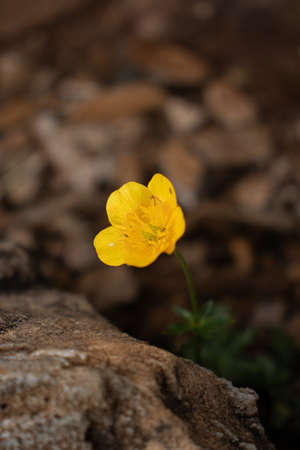 Yellow flower, beautiful nature,day and wild lifeの写真素材