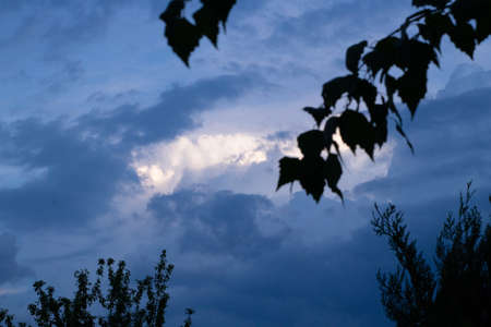 View of the cloudy sky through the leaf of the birch tree, nature