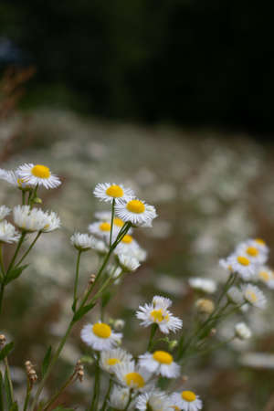 Chamomile flowers, colors and life in nature, field