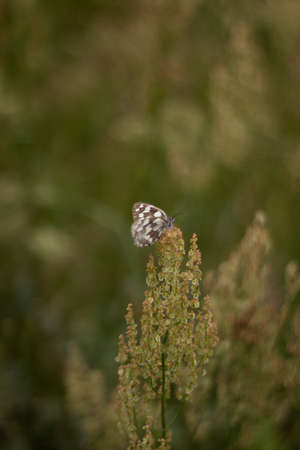 White butterfly on the flower, beautiful nature and day