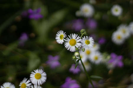 Chamomile flowers, colors and life in nature, fieldの写真素材