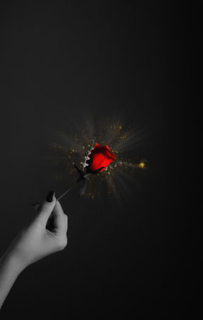 Hand holding rose against black background, magic flower, giftの写真素材