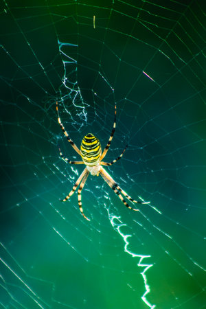 Garden spider, yellow and black insect on a beautiful web, amazing natureの写真素材