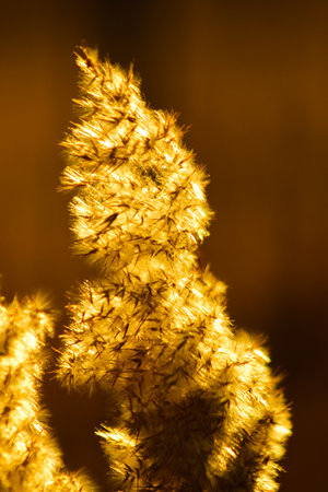 Beautiful summer sunset, golden hay, countryside field, warm light full of joy and silenceの写真素材