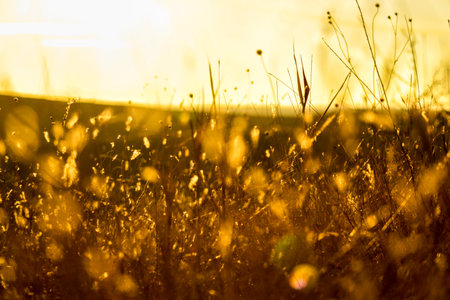 Beautiful summer sunset, golden hay, countryside field, warm light full of joy and silenceの写真素材