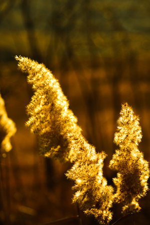 Beautiful summer sunset, golden hay, countryside field, warm light full of joy and silenceの写真素材