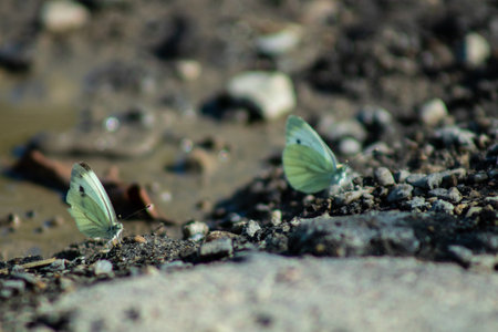 White butterflies flying and playing above the ground, beautiful scene of natureの写真素材